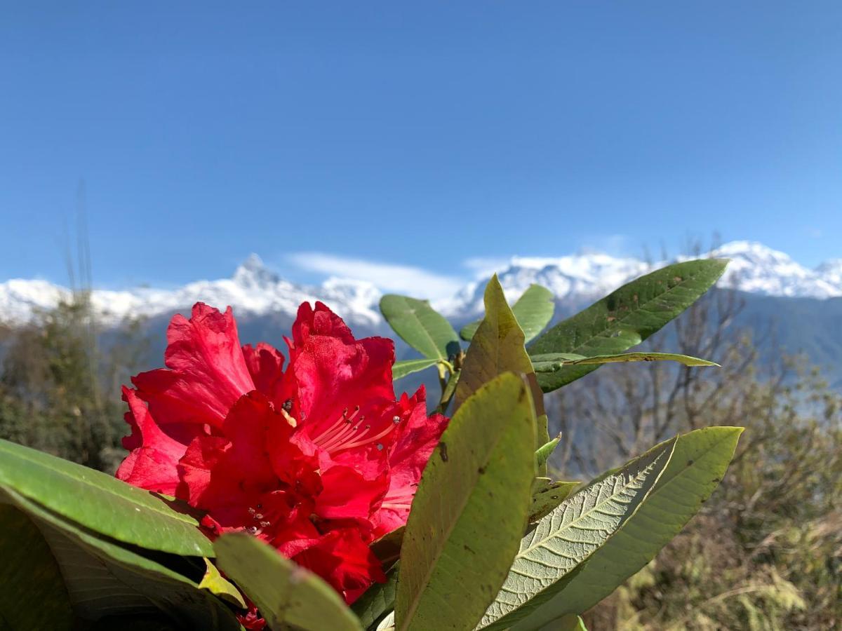 Hotel Pristine Himalaya ポカラ エクステリア 写真